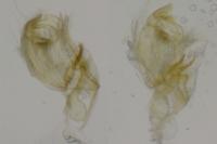 Bryotropha senectella