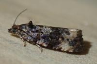 Endothenia gentianaeana
