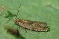 Ancylis comptana