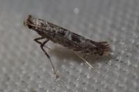 Parornix atripalpella