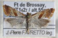 Falseuncaria ruficiliana