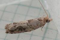 Crocidosema plebejana