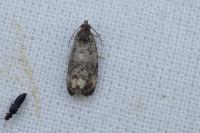Endothenia