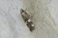 Oegoconia