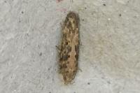 Scrobipalpa ocellatella