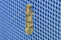 Tinea basifasciella