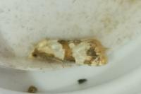Phalonidia contractana