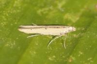 Batrachedra enormis