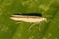 Batrachedra enormis