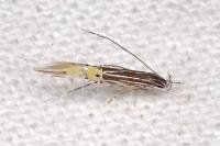 Cosmopterix pararufella