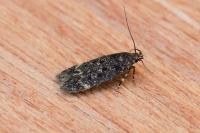 Bryotropha affinis