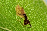 Stigmella pyri
