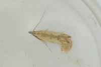 Dichomeris acuminata