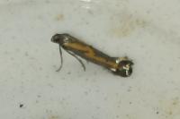 Ochromolopis ictella