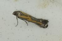 Ochromolopis ictella