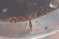 Capperia celeusi