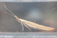 Coleophora congeriella