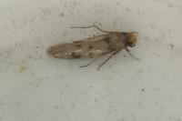 Tinea basifasciella