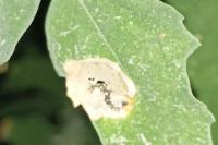 Chrysoesthia sexguttella