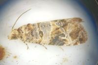 Lobesia botrana
