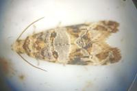 Lobesia botrana