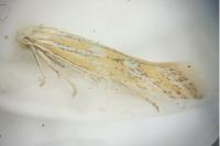 Ptocheuusa paupella