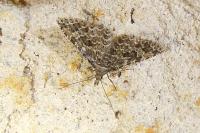 Alucita huebneri/cymatodactyla