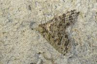 Alucita huebneri/cymatodactyla