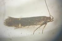 Aproaerema anthyllidella