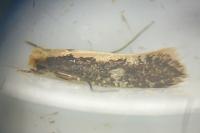 Monopis crocicapitella