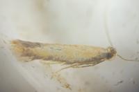 Coptotriche marginea