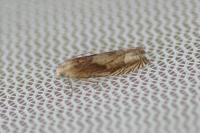 Eucosma gr. hohenwartiana