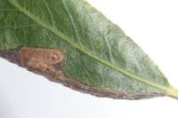 Stigmella obliquella