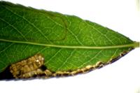 Stigmella obliquella