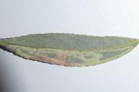 Phyllocnistis valentinensis