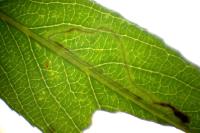 Phyllocnistis valentinensis