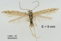 Coleophora afrosarda
