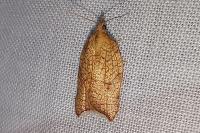 Acleris rhombana