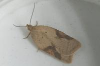 Acleris ferrugana/notana
