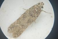 Teleiopsis diffinis