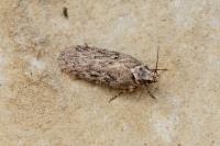 Depressaria douglasella
