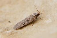 Depressaria douglasella