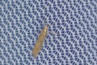 Coleophora salicorniae