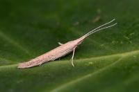 Coleophora vestianella