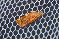 Ditula angustiorana