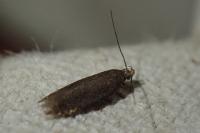 Scrobipalpa pauperella