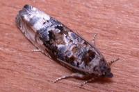Hedya nubiferana