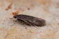 Telphusa cistiflorella