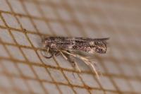Elachista consortella