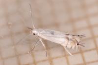 Phyllocnistis xenia